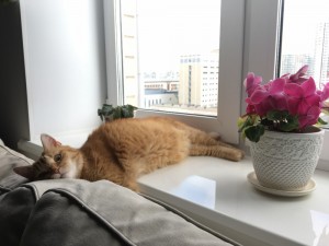 Создать мем: коты, кот окно, котики