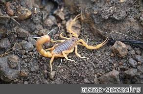 Создать мем: ядовитый скорпион, скорпион лейурус, скорпион скорпион