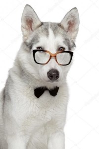 Создать мем: собака на белом, сибирский хаски, хаски