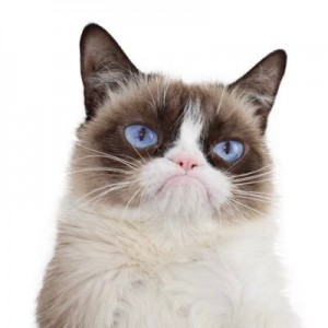 Create meme: grumpy cat meme, grumpy cat no, grumpy png