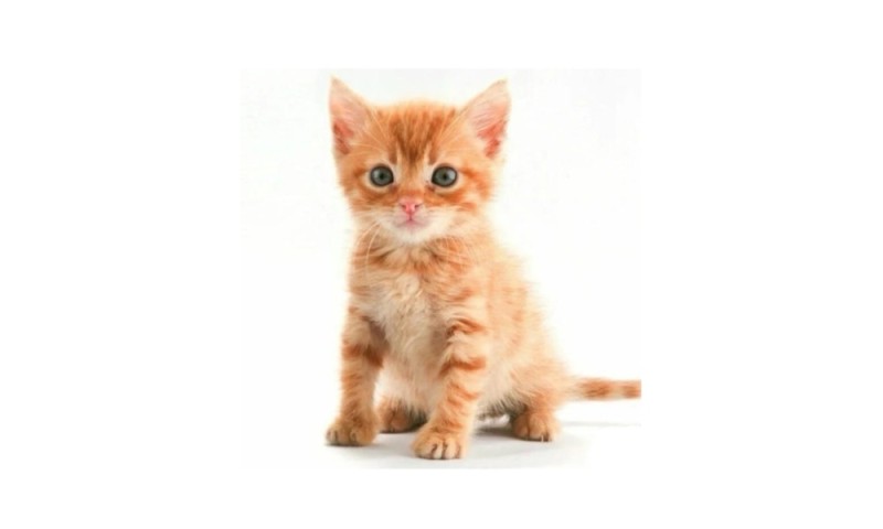 Create meme: a kitten on a transparent background, cat , cat red 