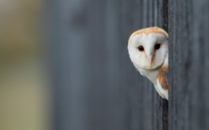 Create meme: owl is the barn owl, common barn owl