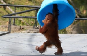 Create meme: the baby orangutan