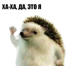 Create meme: when said, create meme, hedgehogs