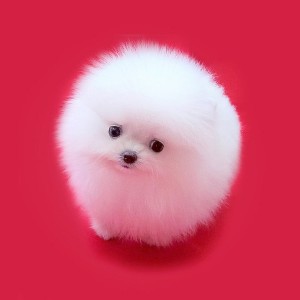 Create meme: Pomeranian