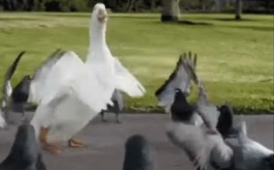 Create meme: goose