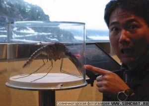 Create meme: Camara, the biggest mosquito, the mosquito