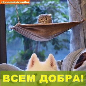 Создать мем: кошки смешные, Кошка, животные