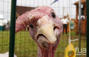 Create meme: Turkey home, chicken, turkey