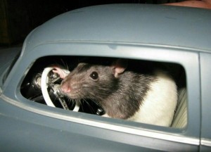 Create meme: pet rat, auto