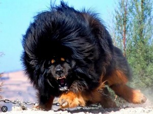 Создать мем: щенок тибетского мастифа, порода собак тибетский мастиф, тибетский мастиф хонг донг