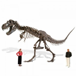 Create meme: dinosaur skeleton, acrocanthosaurus photo skeleton, the skeleton of a Tyrannosaurus Rex