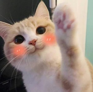 Create meme: cute cats funny, cat