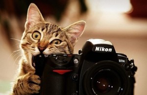 Create meme: cat, cat with a camera, cat with a camera