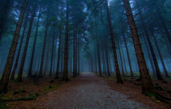 Create meme: forest , beautiful forest, fog in the forest