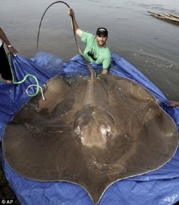 Create meme: giant animals of the world, giant, the biggest Stingray in the world