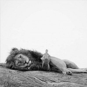 Create meme: Lion & Lion, lion, the lioness and the lion was laying on my back