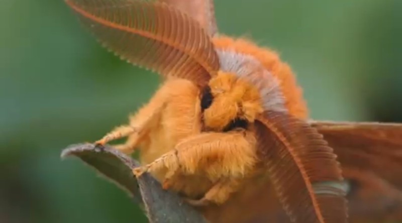 Create meme: venezuelan poodle moth silkworm, venezuelan poodle moth, The moth is fluffy