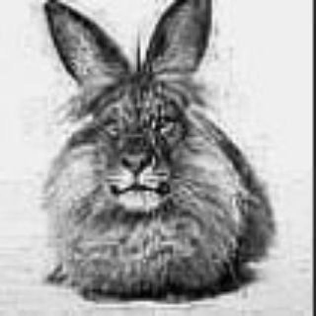 Create meme: Albrecht Durer the Hare 1502, Albrecht Durer the Hare, Durer the hare painting