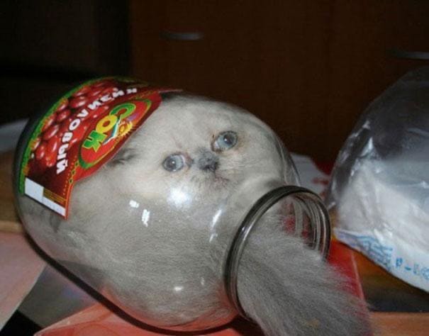 Create meme: the cat in the Bank , cats in the Bank, Don't forget the cat in the jar