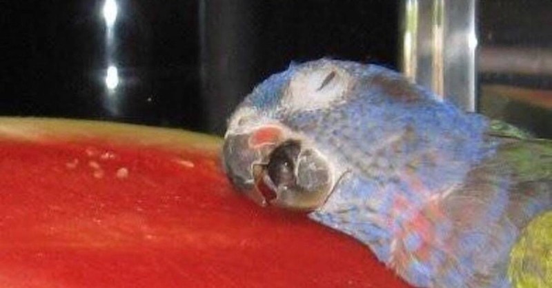 Create meme: macaw parrot, female parrot, parrot watermelon