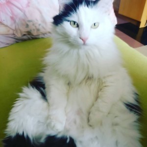 Создать мем: ангорская кошка, сибирская ангора кошка, турецкий ван серый