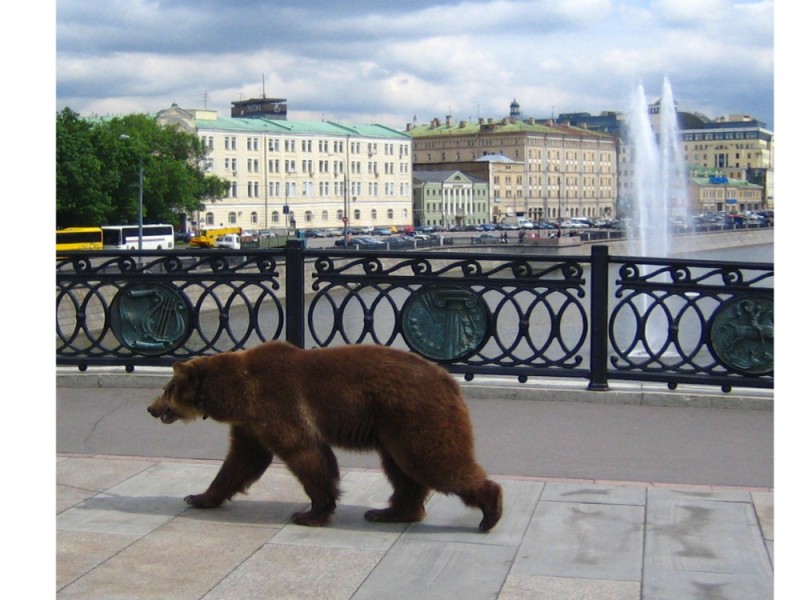 Create meme: Moscow Zoo brown bear, Novosibirsk zoo brown bear, brown bear brown bears