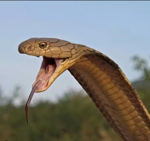 Create meme: snake, the Cobra snake, Cobra