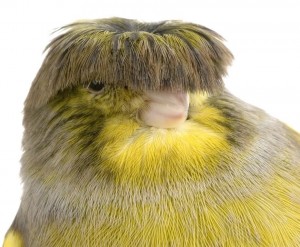 Create meme: Canary, Canary Gloster, crested Canary
