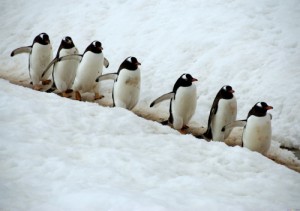 Create meme: snow, penguen, snow