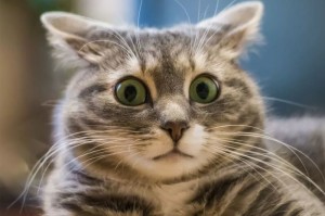 Create meme: cat, cat in shock, the surprised cat