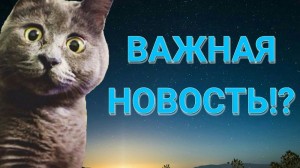 Создать мем: удивленный британец, кошка, кот