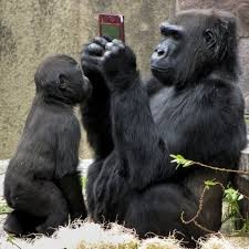 Create meme: gorilla funny, gorilla , funny animals 