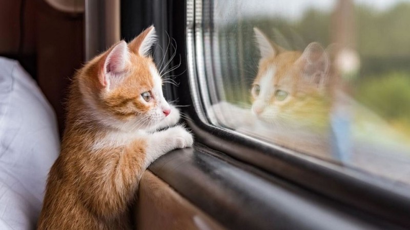 Create meme: kitten waiting for, waiting cat, the cat on the train