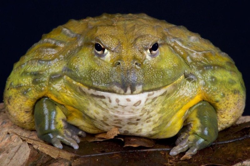 Создать мем: большая жаба, жаба, bullfrog productions