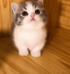 Create meme: cat, fluffy kitten, Munchkin cat