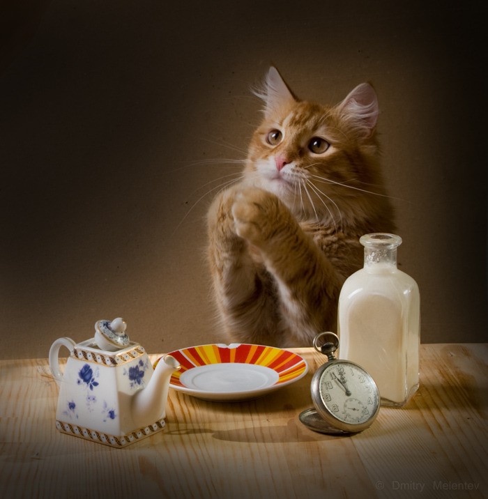 Создать мем: утро кот, животные домашние, кот вечерний чай