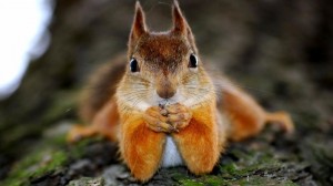 Create meme: proteins animals, squirrel, squirrel and bug