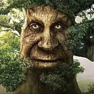 Create meme: the talking tree, tree, nature