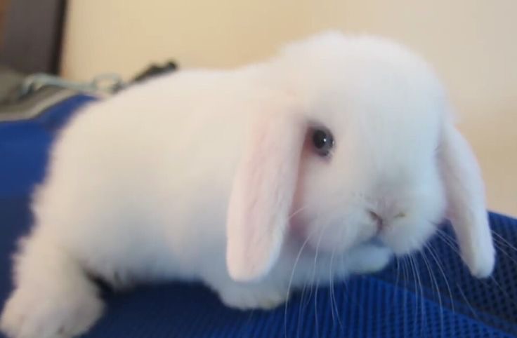 Create meme: white lop - eared rabbit, lop-eared rabbit, the lop - eared rabbit is a ram