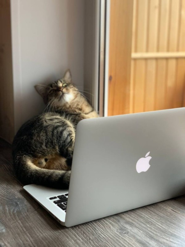Создать мем: кошка с ноутбуком, котик за ноутбуком, котик с ноутом