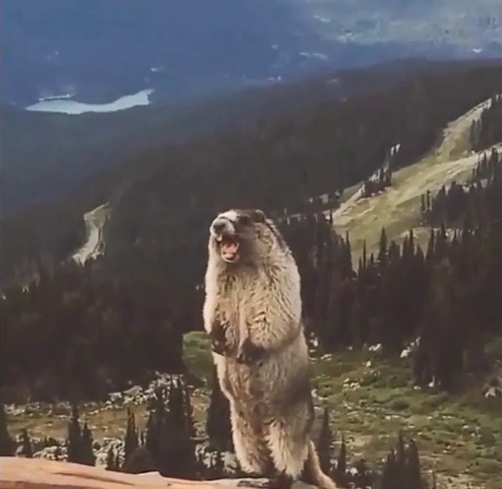 Create meme: The screaming beaver in the mountains, a groundhog screams in the mountains, a gopher screams in the mountains