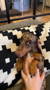 Create meme: Italian Greyhound dog, dog pet, dog Dachshund