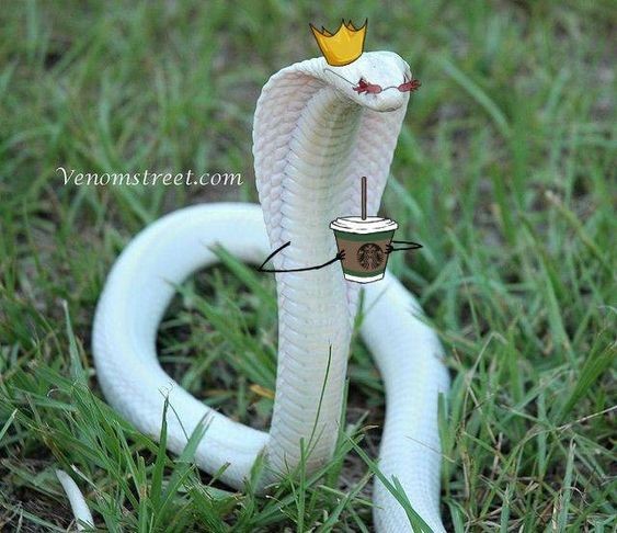 Создать мем: королевская кобра, змея кобра, кобра альбинос