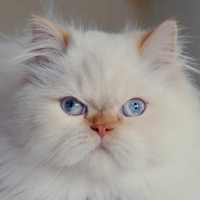 Create meme: persian long - haired chinchilla, white persian cat, Persian cat 