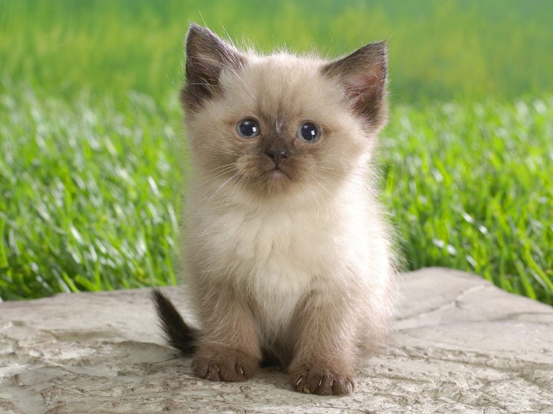Create meme: cute kittens , seals cuties, cute little kittens