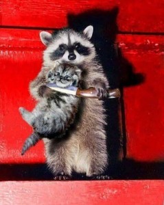 Create meme: raccoon animal, enotice, funny raccoons