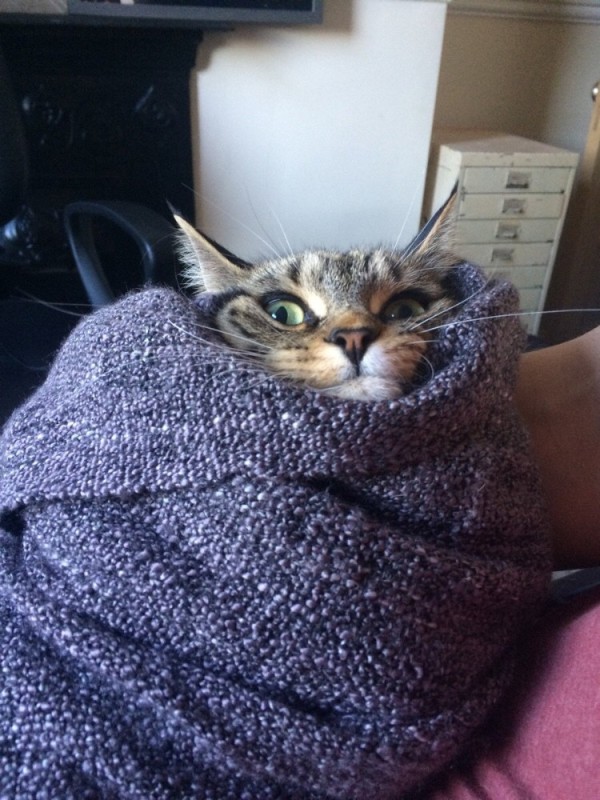 Create meme: a cat in a plaid, a cat wrapped in a blanket, a cat in a blanket