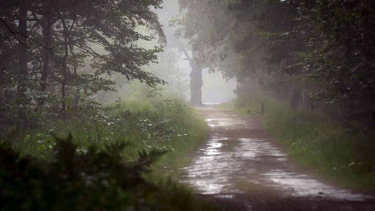 Create meme: nature rain, the forest after the rain, rainy forest