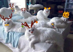 Create meme: cats, Turkish Angora cat, white cat